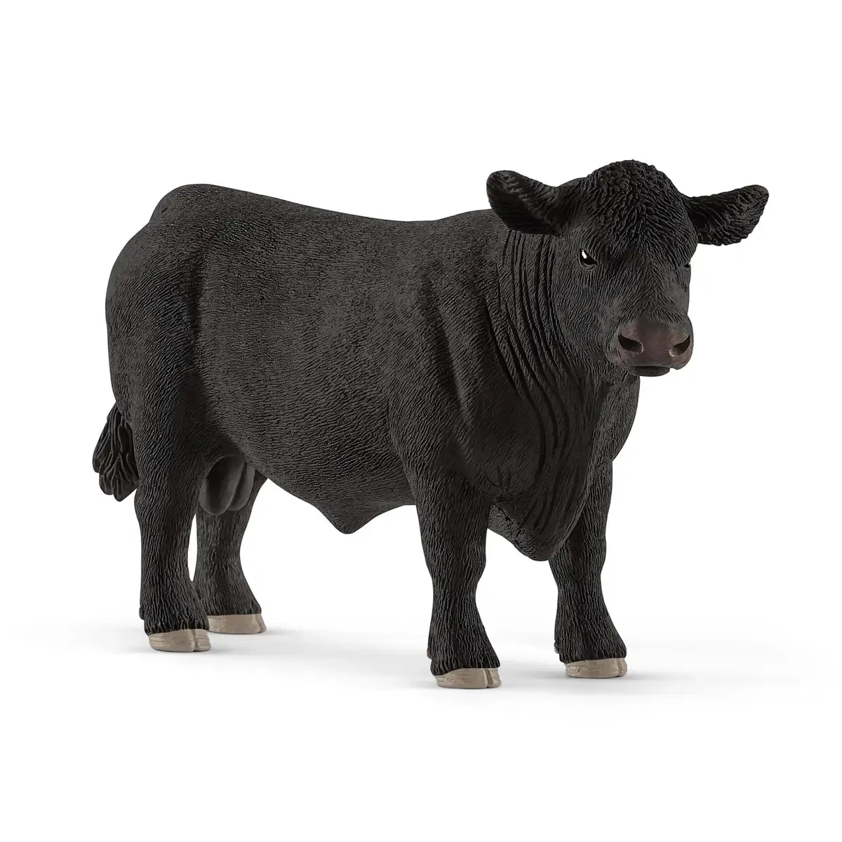 Black Angus bull
