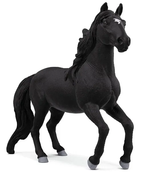 Lusitano Stallion