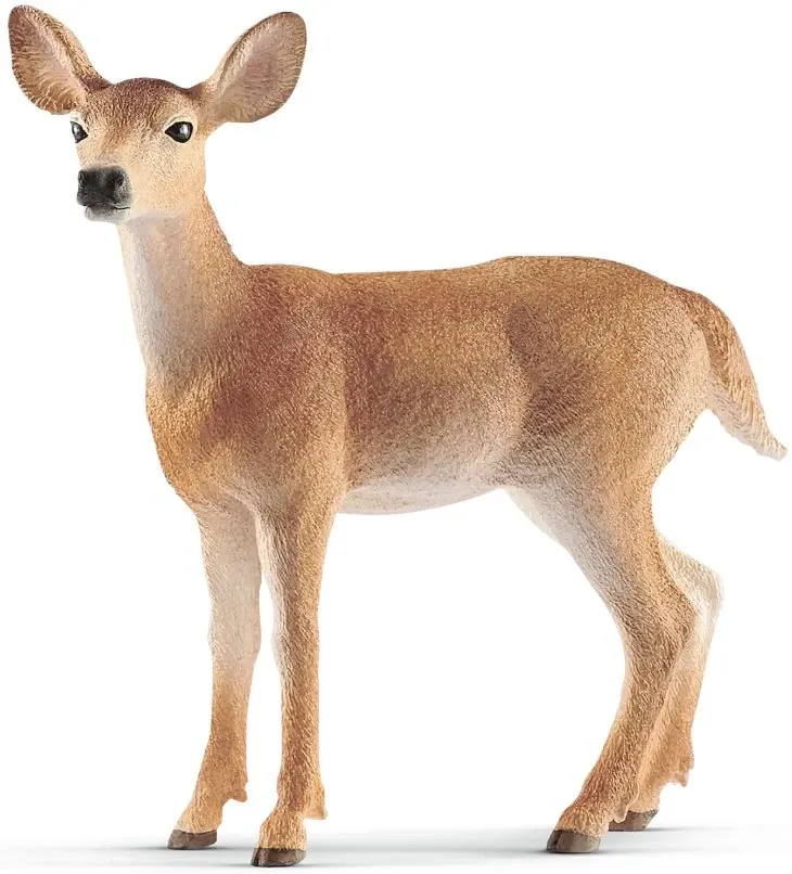 White-tailed doe