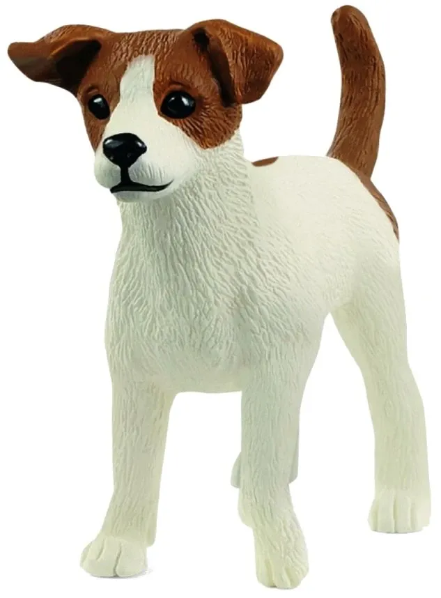 Jack Russell Terrier