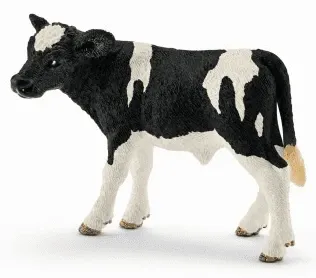 Holstein calf