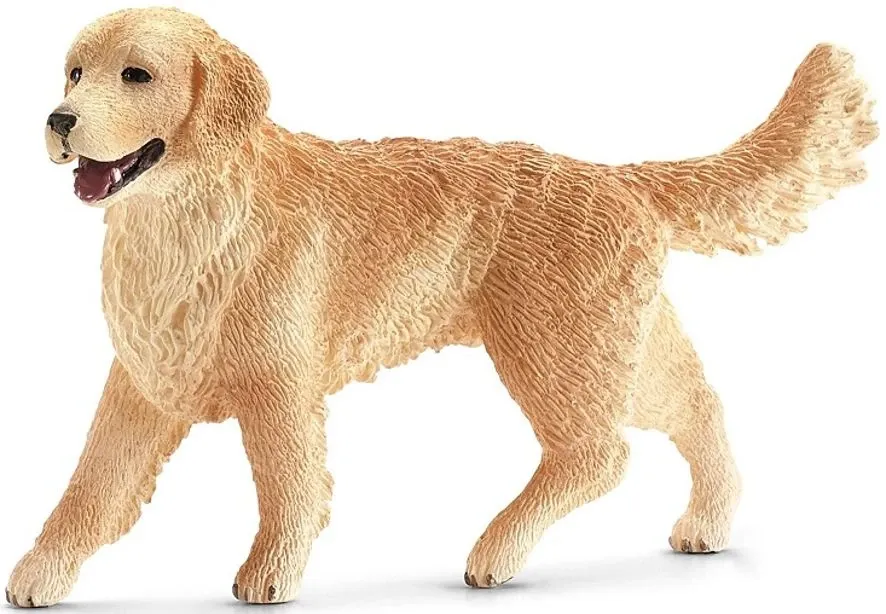 Golden Retriever female