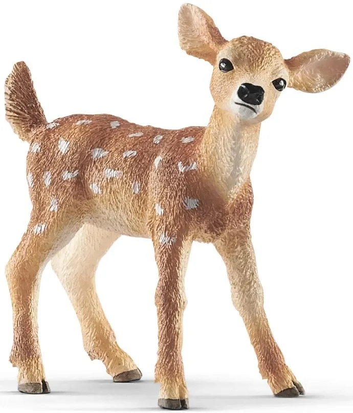 White-tailed fawn