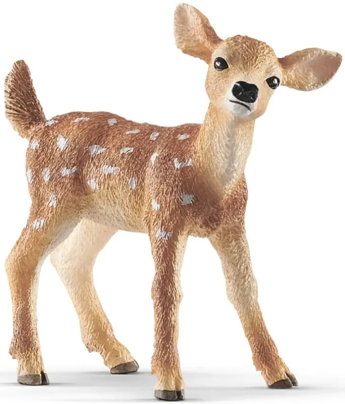 White-tailed fawn