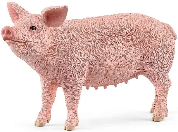 Pig