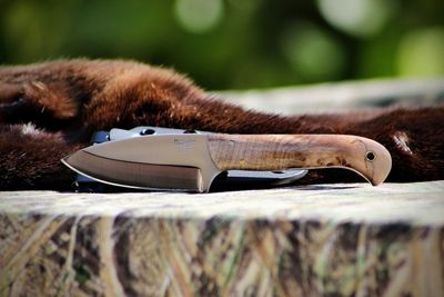 Bordertown Blades Small Hunter Fixed Blade Maple Burl Handle