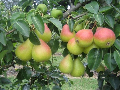 Linea Nutrizione