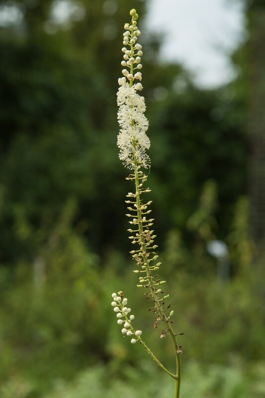Black Cohosh 1 oz.