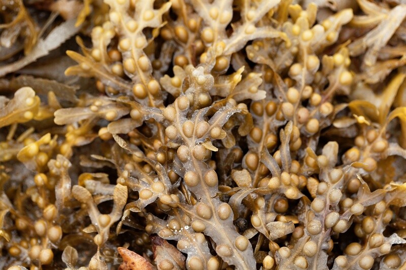 Bladderwrack Powder 1 oz.