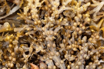 Bladderwrack Powder 1 oz.