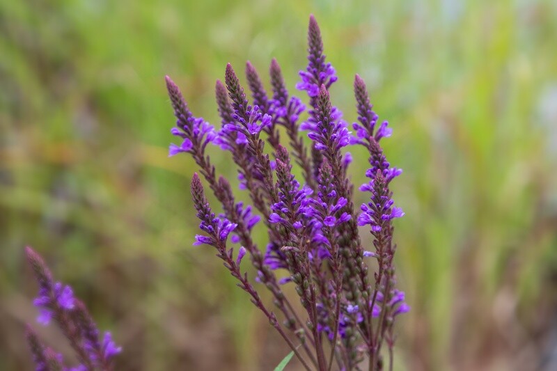 Blue Vervain 1 oz.