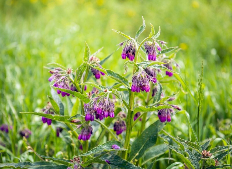 Comfrey per oz