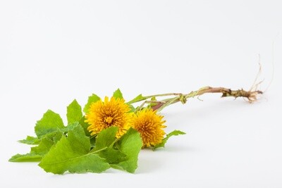 Dandelion Root Powder per oz