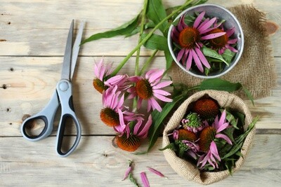 Echinacea per oz