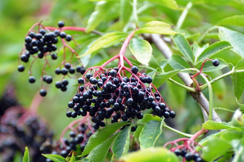 Elderberries per oz