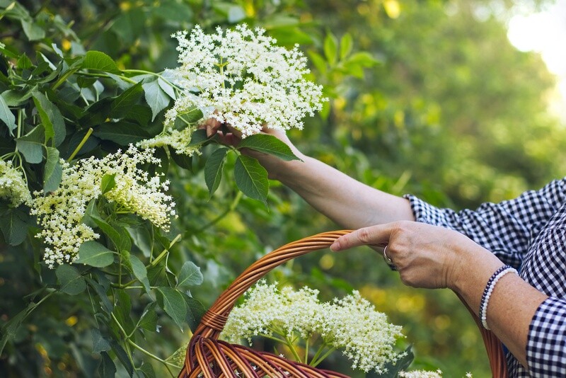 Elderflowers per oz