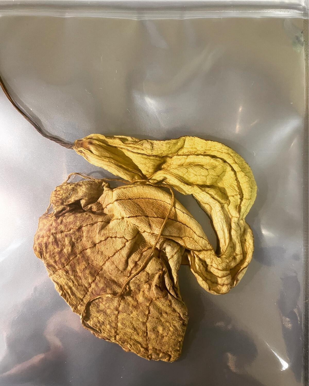 Duck Flower (Whole)