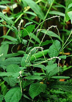 Guinea Hen Weed 1oz.