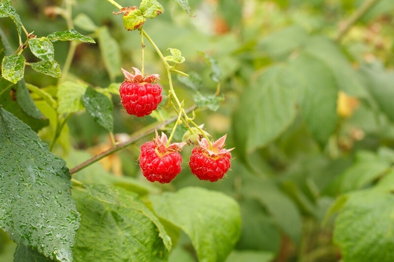 Red Raspberry Leaf 1oz.