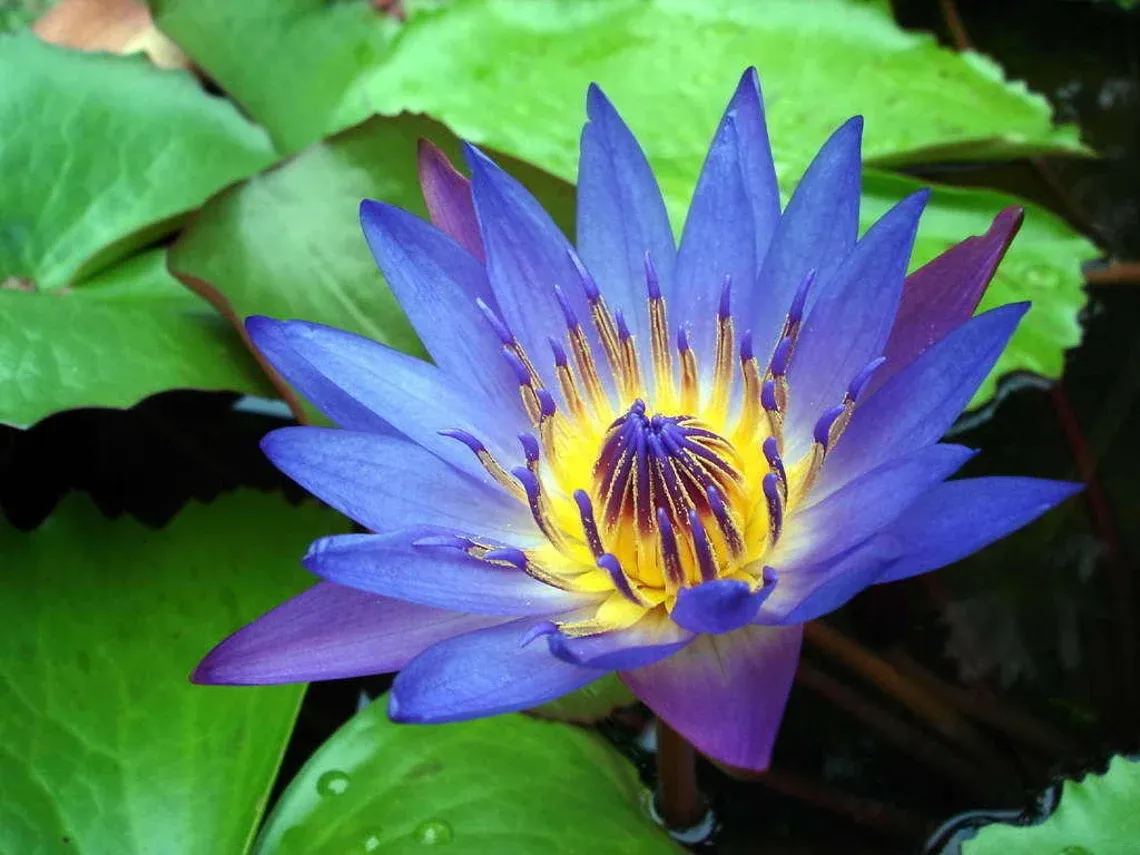 Blue Lotus 1 oz.