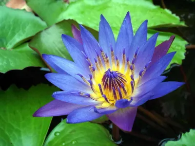 Blue Lotus 1 oz.