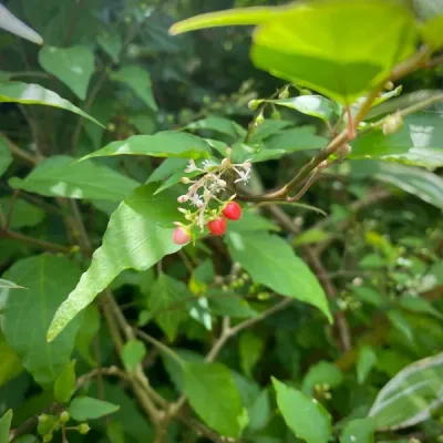 Jamaican Dog Blood Herb per oz