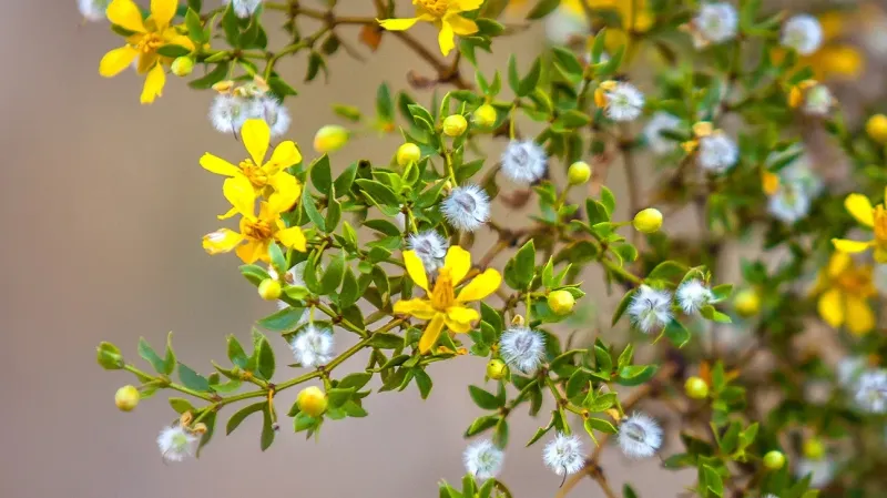 Chaparral herb per oz