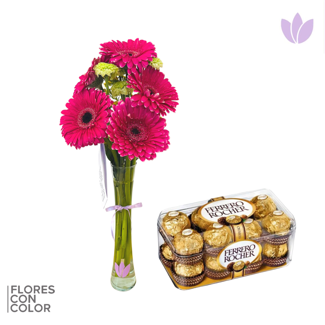 PAQUETE VIOLETERO 5 GERBERAS