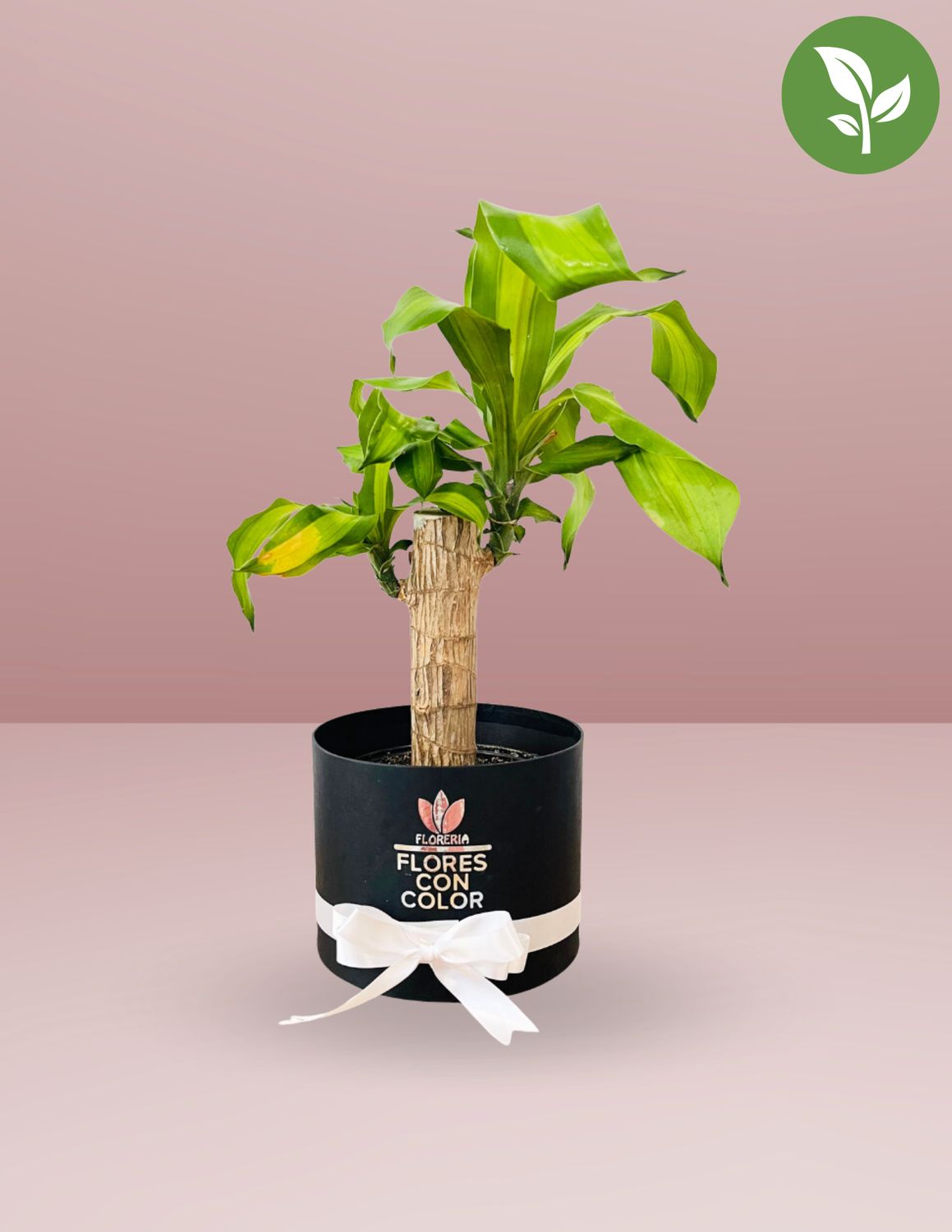 🌱PALO DE BRASIL