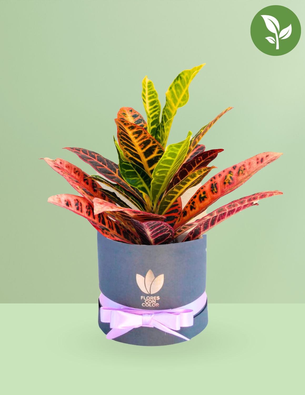 🌱CROTO