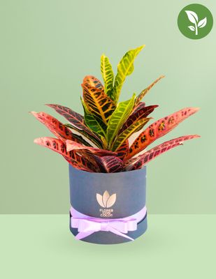 🌱CROTO