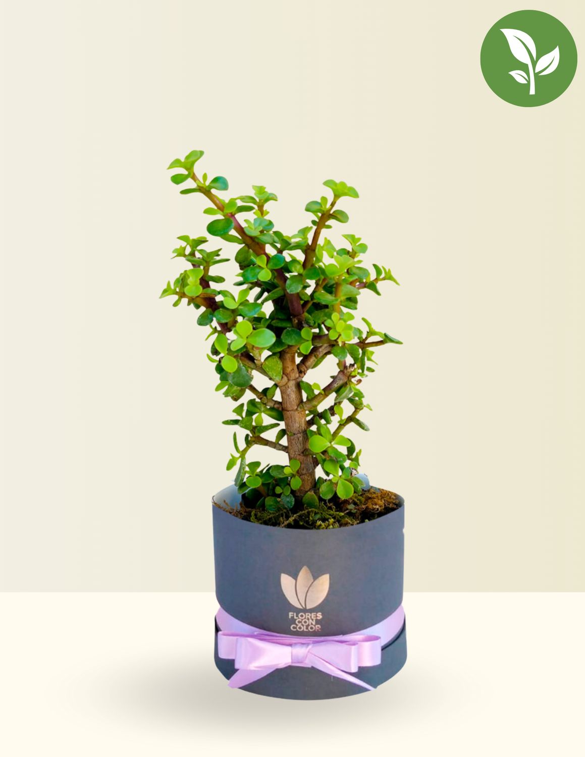 🌱ÁRBOL DE LA ABUNDANCIA