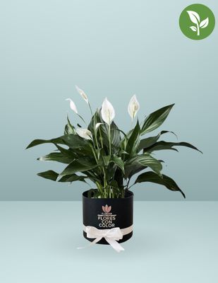 🌱CUNA DE MOISES