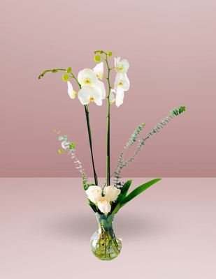 ORQUÍDEA QUEEN