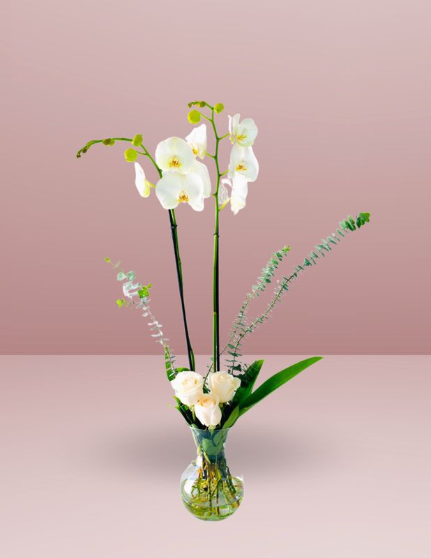 ⚜️ORQUÍDEA QUEEN