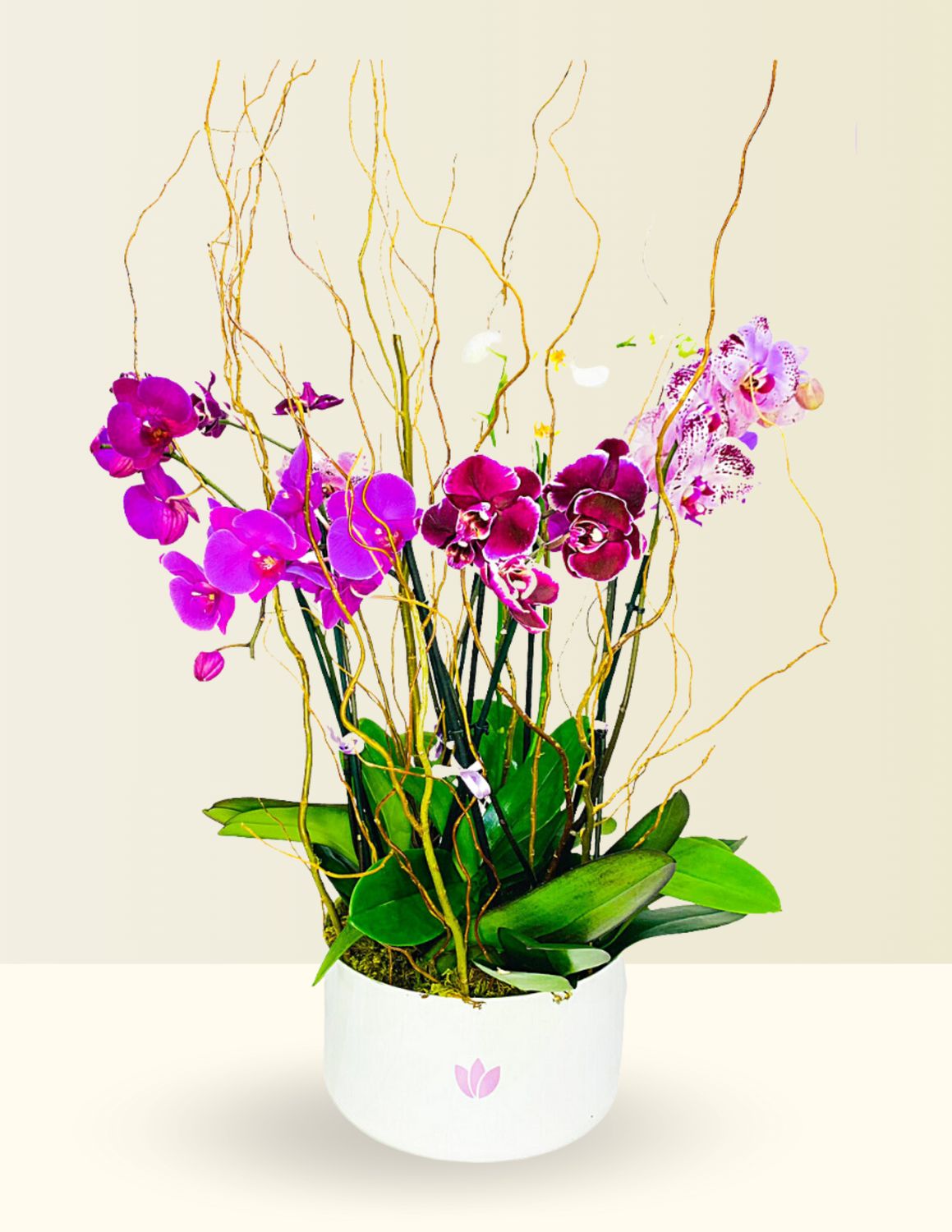 ⚜️ORQUÍDEA SUPRIME
