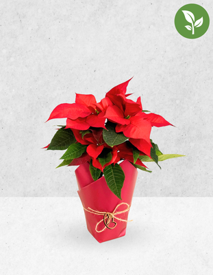 🎄NOCHE BUENA NAVIDEÑA