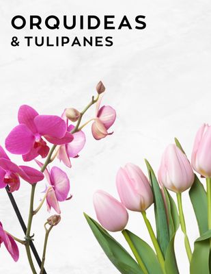 ORQUÍDEAS &amp; TULIPANES