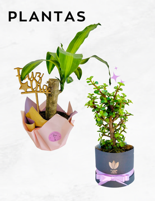 PLANTAS