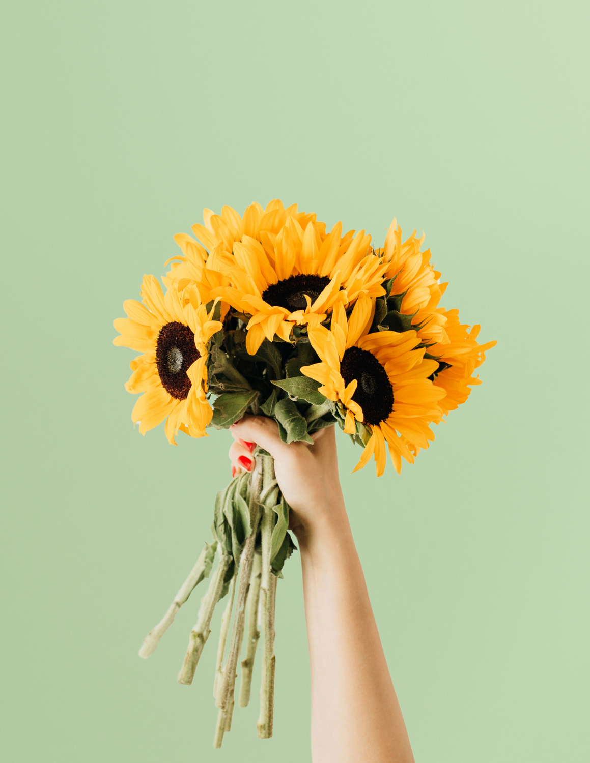 AGREGA GIRASOLES