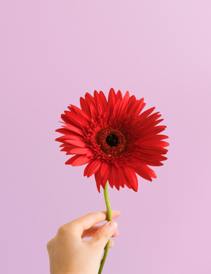 AGREGA GERBERAS