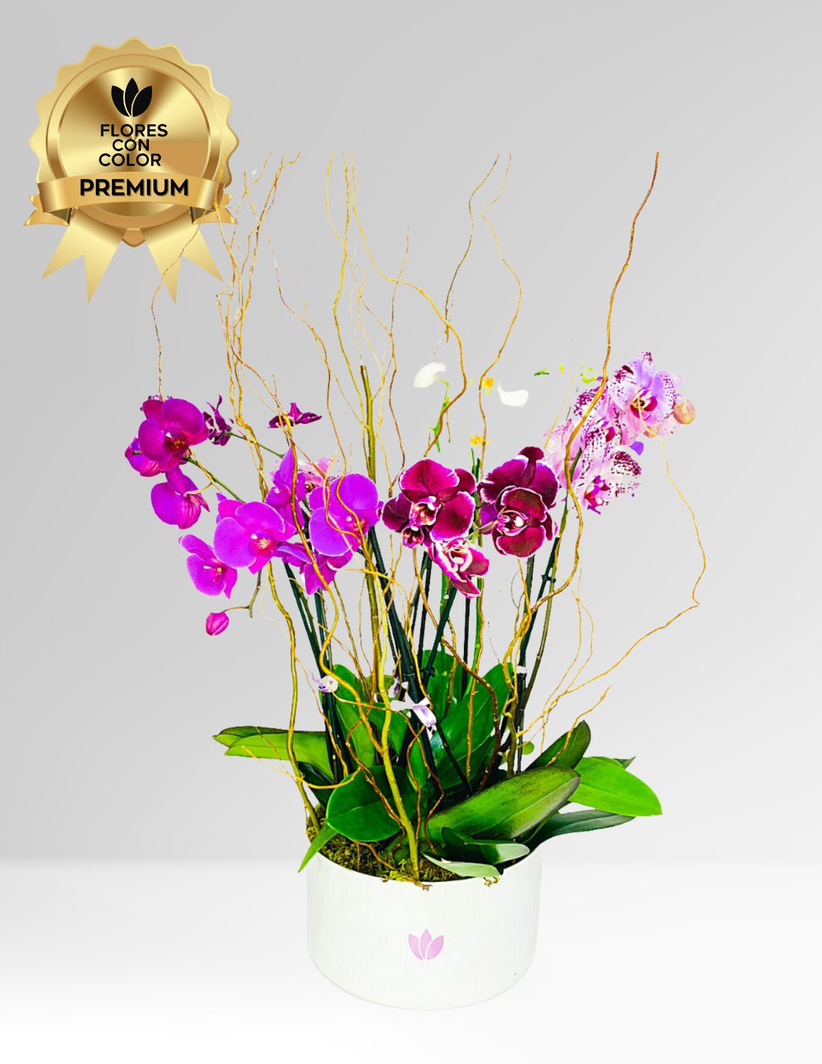 ⚜️ORQUÍDEA SUPRIME