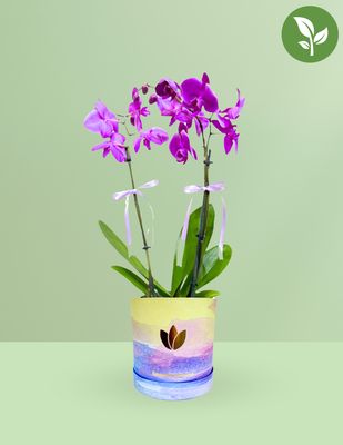 ORQUÍDEA DOBLE PHALAENOPSIS LILA