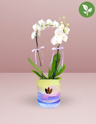 ORQUÍDEA DOBLE PHALAENOPSIS BLANCA