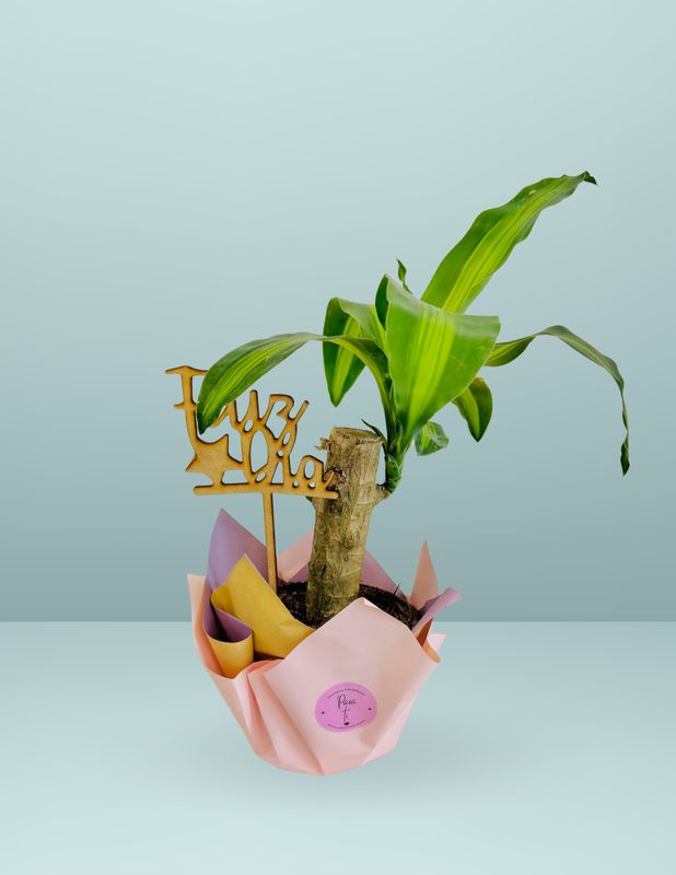 🌱PALO DE BRASIL