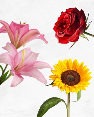 Tipos de Flores