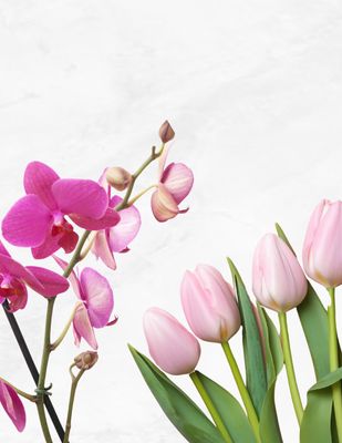 ORQUÍDEAS &amp; TULIPANES