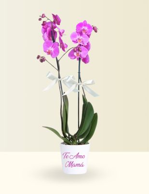 🌸 ORQUÍDEA DOBLE PHALAENOPSIS LILA