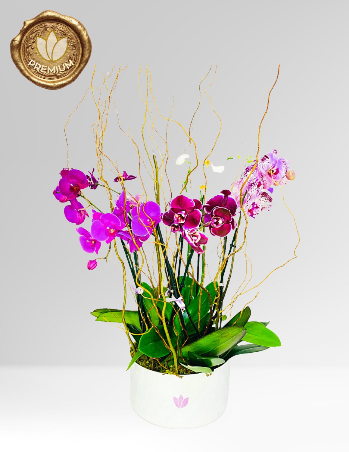 ⚜️ORQUÍDEA SUPRIME