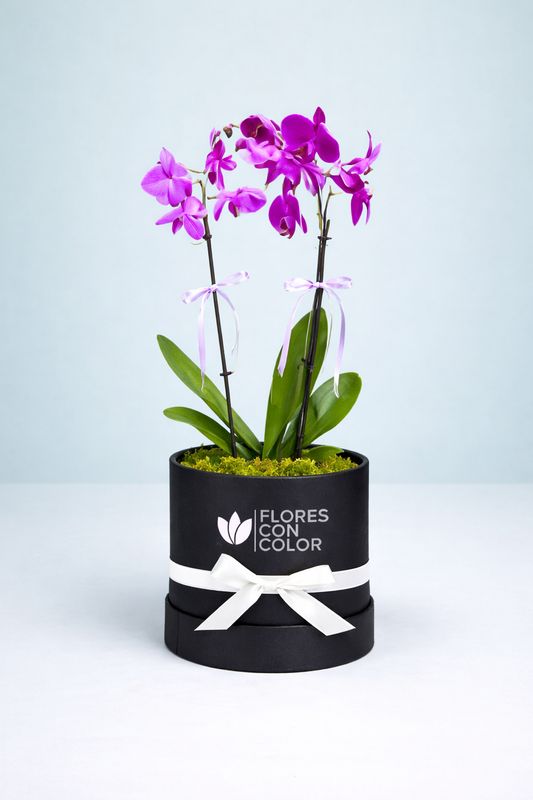 ⚜️ORQUÍDEA DOBLE PHALAENOPSIS LILA